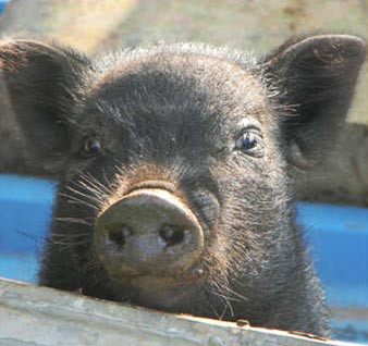 Oppie Plaas Parys animal farm Pig