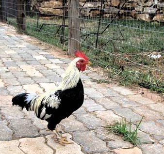 A cheeky rooster at Oppie Plaas Parys