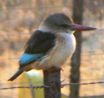 Oppie Plaas Parys kingfisher
