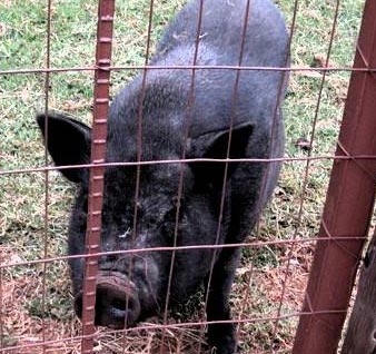 Pig, the Oppie Plaas Parys animal farm celebrity