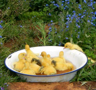 Ducklings cooling off